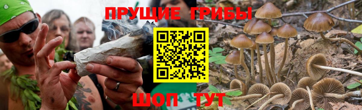 Псилоцибиновые грибы Cubensis Гулькевичи